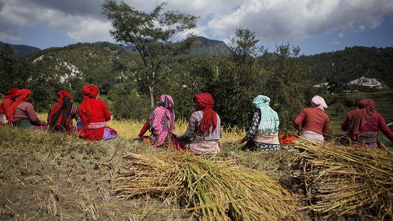 peasants (farmers) of Nepal after rice harvest