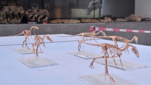 Scientists find chicken-sized dinosaur in China