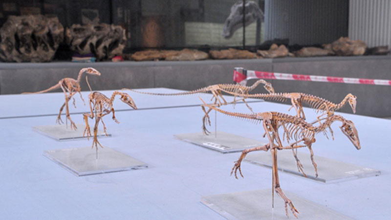 Xunmenglong yingliangis, Dinosour