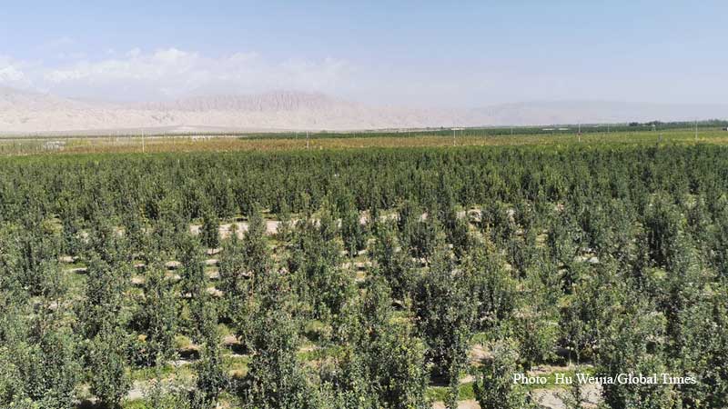 Kekeya, Green Project, Aksu prefecture, Xinjiang