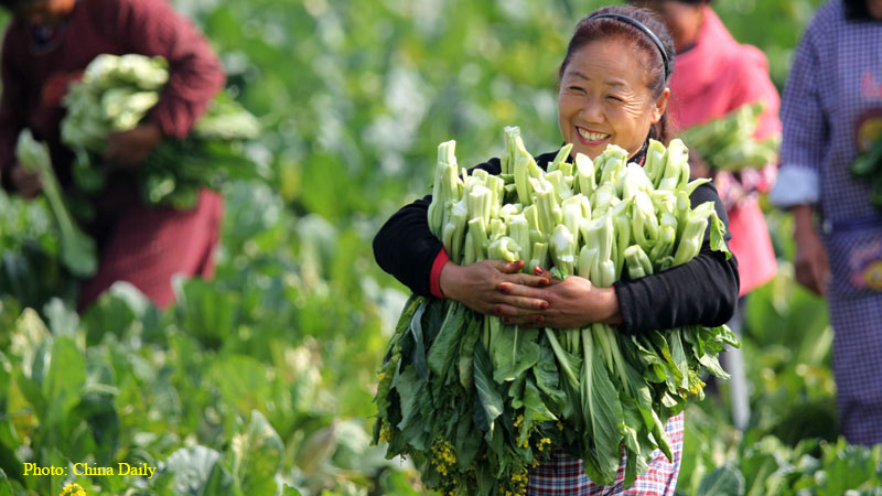 Poverty reduction in china, village women, vegetable farmer in china