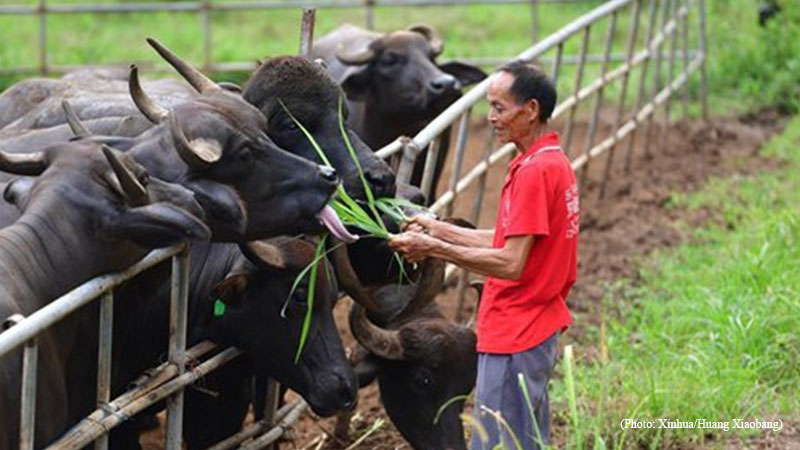 buffalo farm, rural poverty