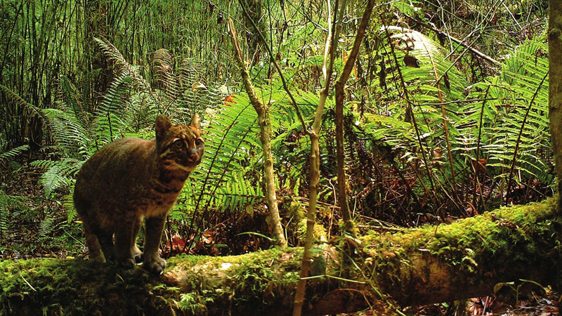 asian golden cat, medog, china