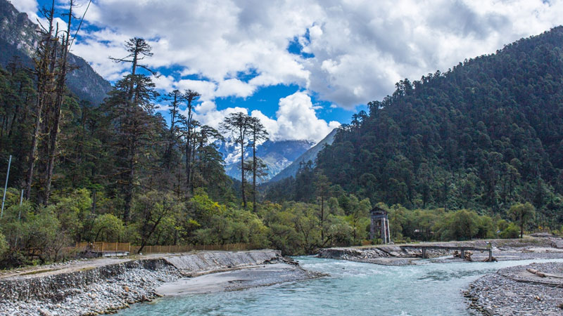 coniferous, forest, medog, Yarlung Zangbo valley