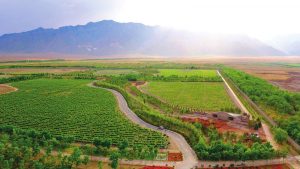 vineyard, helan mountain,