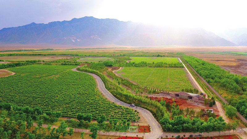 vineyard, helan mountain,