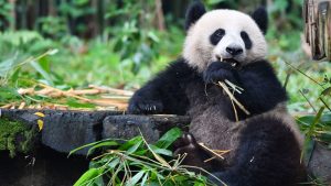 China advances construction of giant panda national park