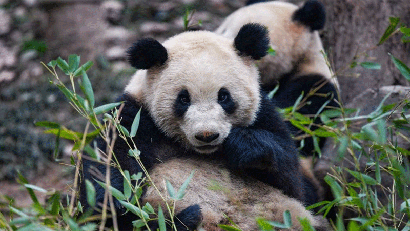 Giant panda(Photo: Xinhua)