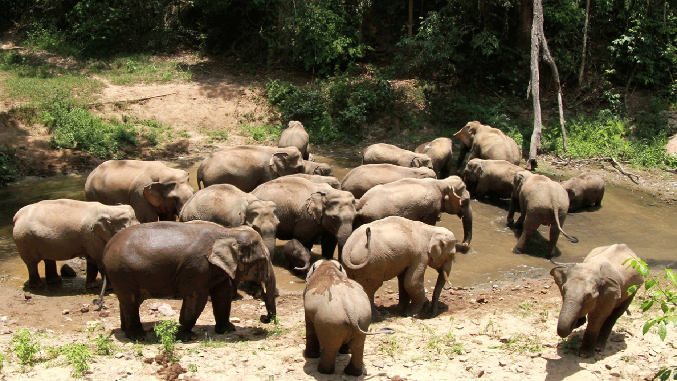 Asian elephants Photo: Shen Qingzhong/Courtesy of the National Forestry and Grassland Administration
