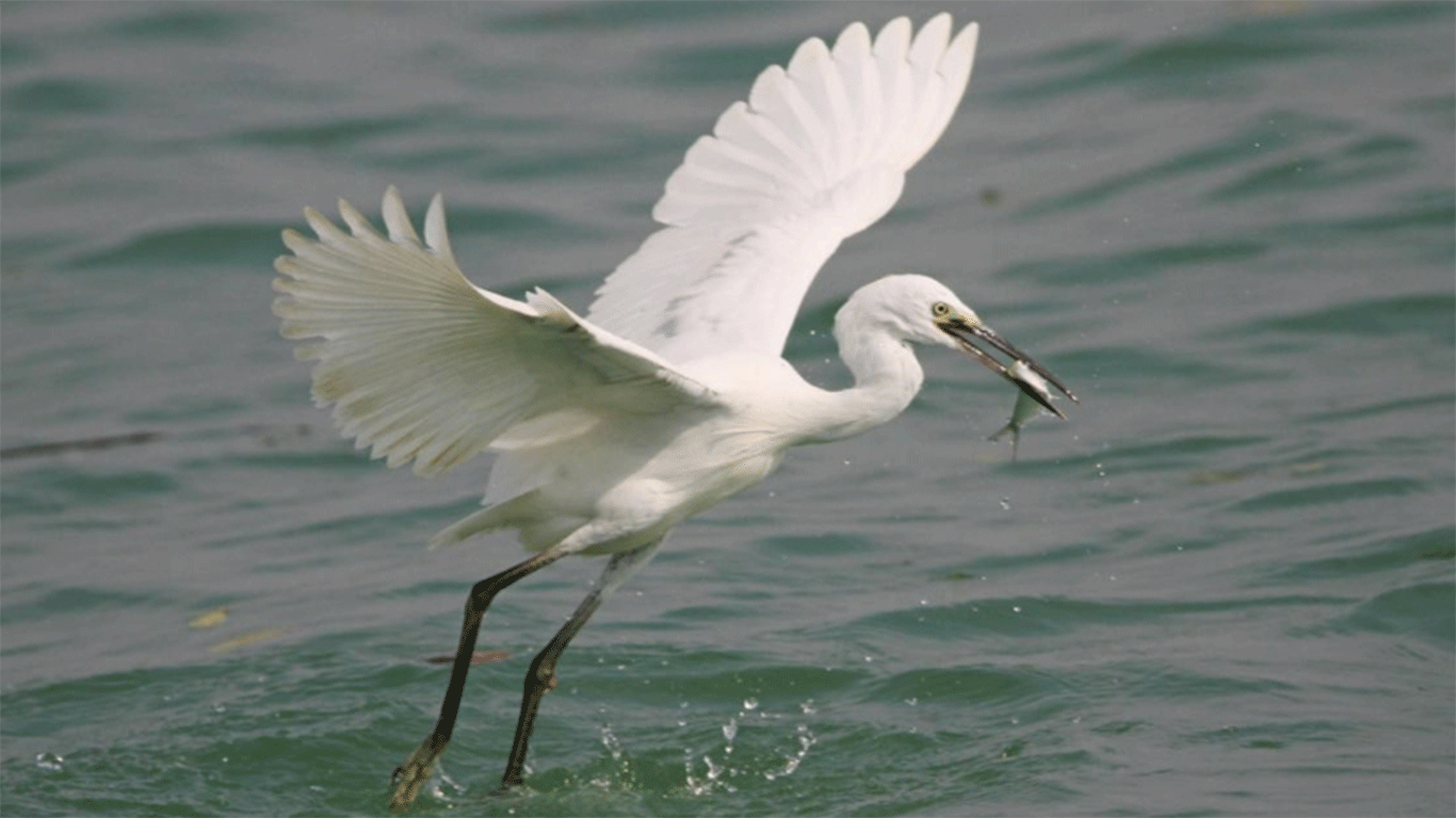 An egret fishes in the Xiatanwei Mangrove Park. Photo: Chen Bo