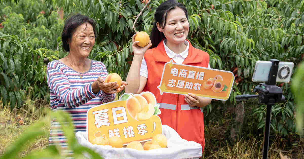 A young volunteer helping farmers sell yellow peaches through live streaming in an orchard in Leguan Village, Nantong City, east China's Jiangsu Province, June 24, 2024. /CFP