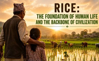 Rice: The Foundation of Human Life and the Backbone of Civilization