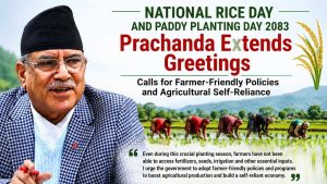 Prachanda extends National Rice Day and Paddy Planting Day 2083 greetings, calling for farmer-friendly policies, timely agricultural inputs, increased food production, and agricultural self-reliance in Nepal.