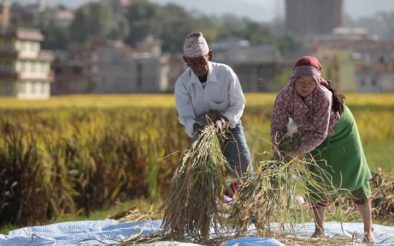 धान : मानव जीवनको आधार, सभ्यताको मेरुदण्ड