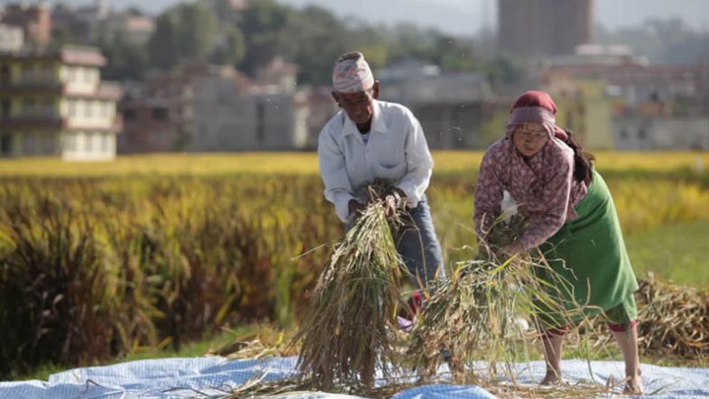 धान : मानव जीवनको आधार, सभ्यताको मेरुदण्ड